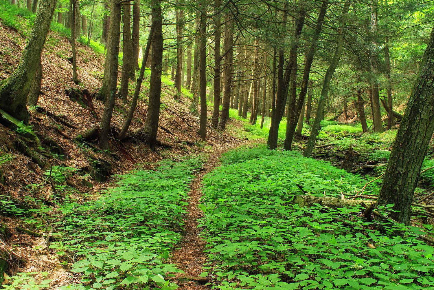 landscape of trail surrounded by green trees